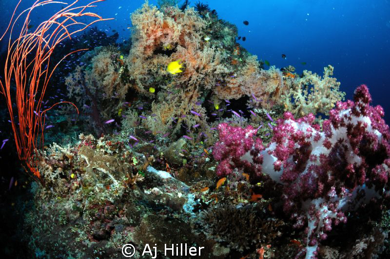 Healthy coral reef, shot with Nikon D2X, 10.5mm fisheye, ... by Aj Hiller 