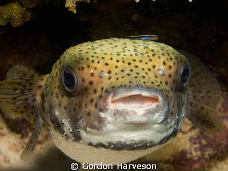 Could you scratch just a little bit to the right? Just si... by Gordon Harveson 