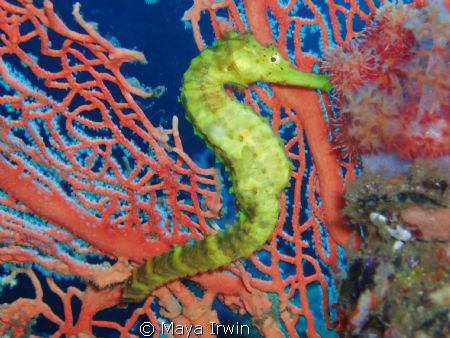 Yellow tigertail seahorse.
A simple point a shoot pictur... by Maya Irwin 