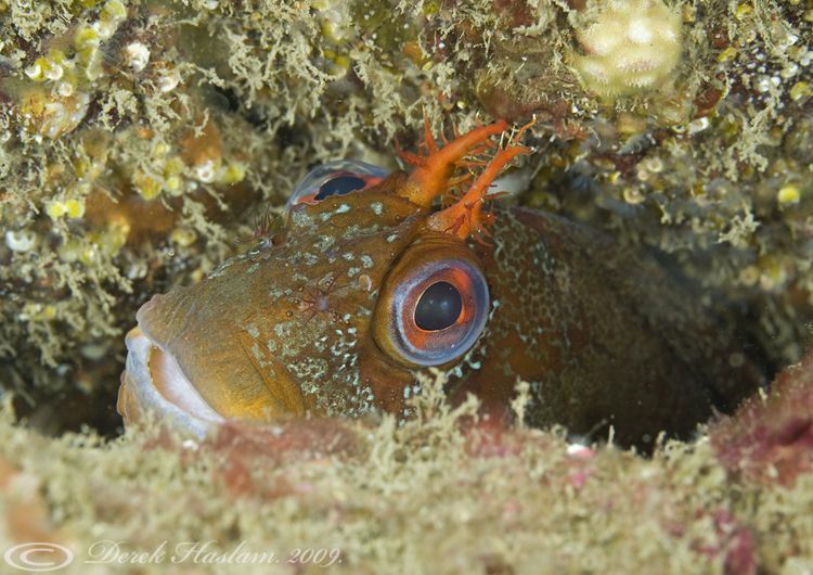 Tompot blenny. D3, 105mm. by Derek Haslam 