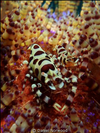 Coleman Shrimp. Whilst on a recent dive trip to Bali I wa... by Daniel Norwood 
