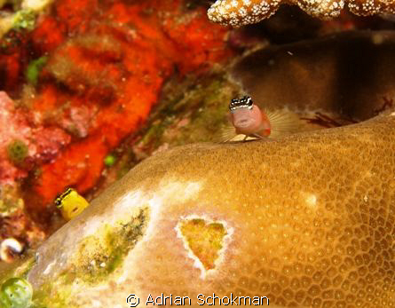 Red & Yellow taken at Komodo Island using Olympus E330 by Adrian Schokman 