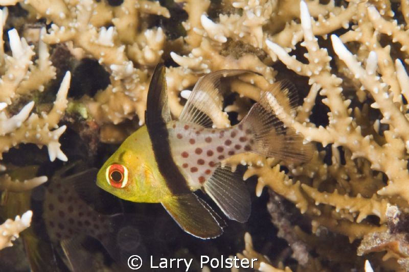 Pajama Cardinalfish  D300-60mm by Larry Polster 
