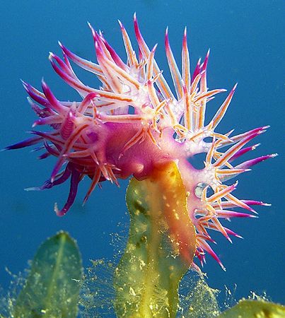 A bit freaky!!
Nudibrank taken at a wreck site called H.... by Jon Mitchell 