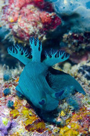 nudi blu by Fabrizio Pompilio 