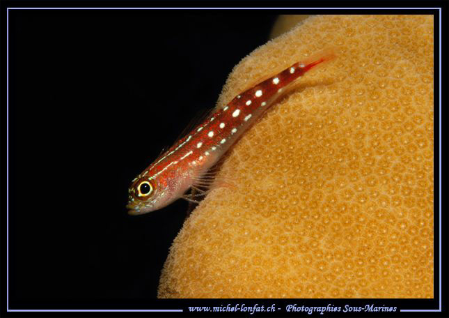 A beautiful little Goby on is Coral... Que du bonheur... ... by Michel Lonfat 