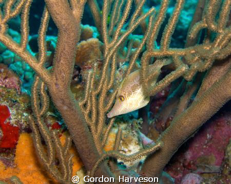 We were swimming along at a site on Klein Bonaire when I ... by Gordon Harveson 