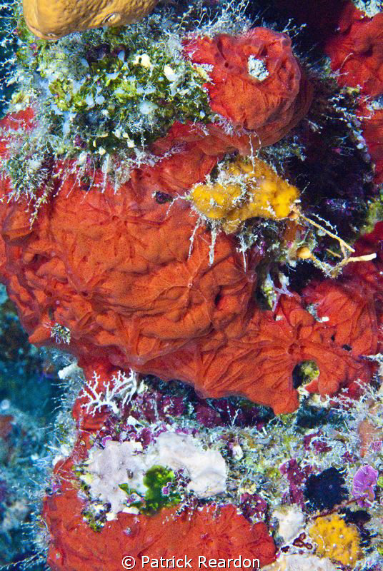 A particularly colorful patch of vibrant reef in Grand Ca... by Patrick Reardon 
