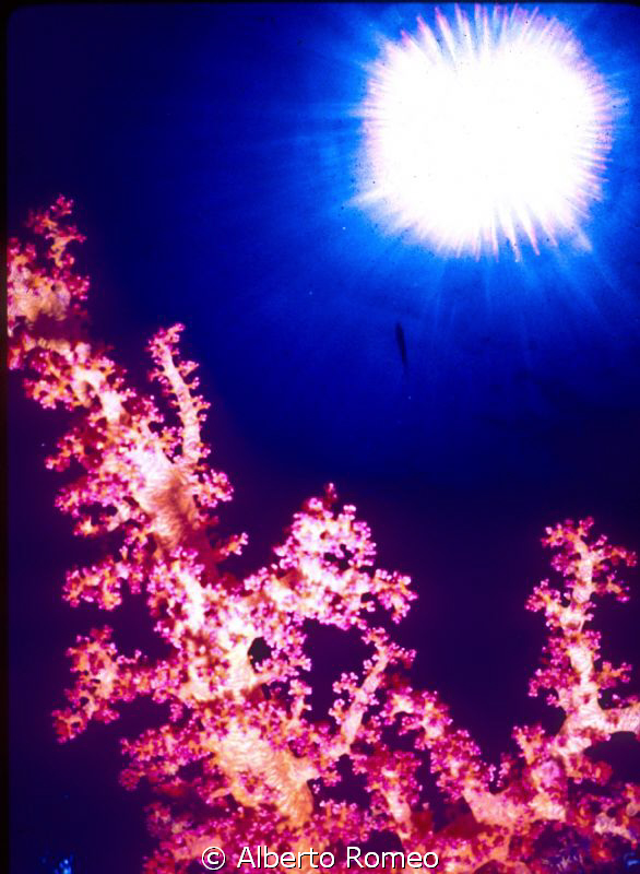 Softcoral with sun backlight.
NO P.S. by Alberto Romeo 
