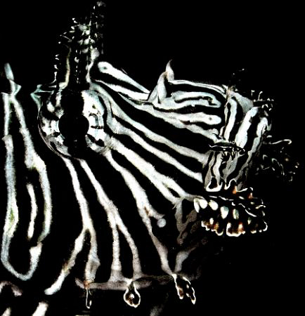Black Lionfish - lots of contrast added by Thomas Dinesen 