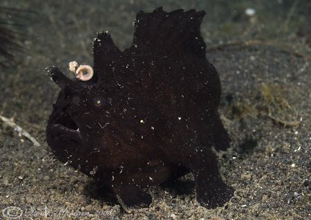 Black frog fish. Lembeh straits. D200, 60mm. by Derek Haslam 
