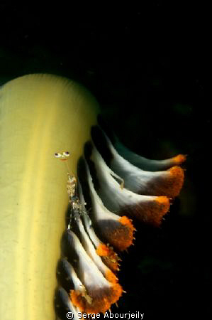 Shrimp on Seapen by Serge Abourjeily 