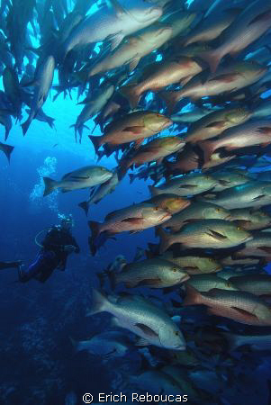 Diver and snappers.
Shark Reef, Ras Mohamed Park. by Erich Reboucas 