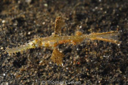 found in Lembeh; D200 by Thomas Lueken 