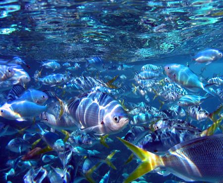 "Fusiliers", Ningaloo Reef by Penny Murphy 