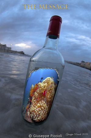 My best wishes for wildlife in 2010!! by Giuseppe Piccioli 