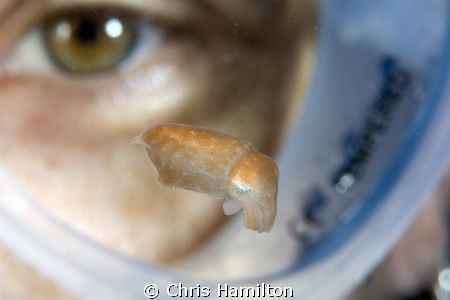 freshly hatched cuttlefish by Chris Hamilton 