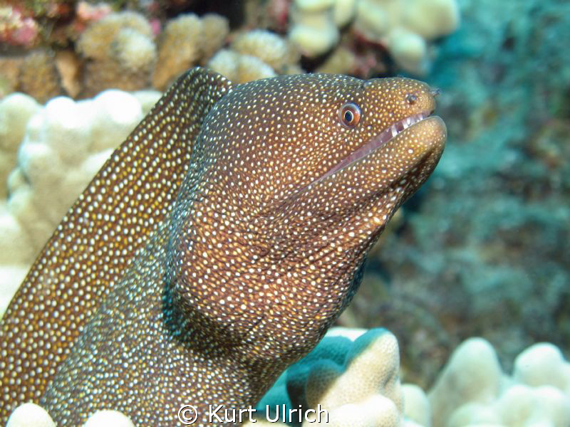 WhiteMouth Moray at the Big Island by Kurt Ulrich 