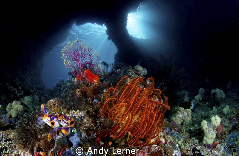 "Windows" A beautiful shallow swim-through under a small ... by Andy Lerner 