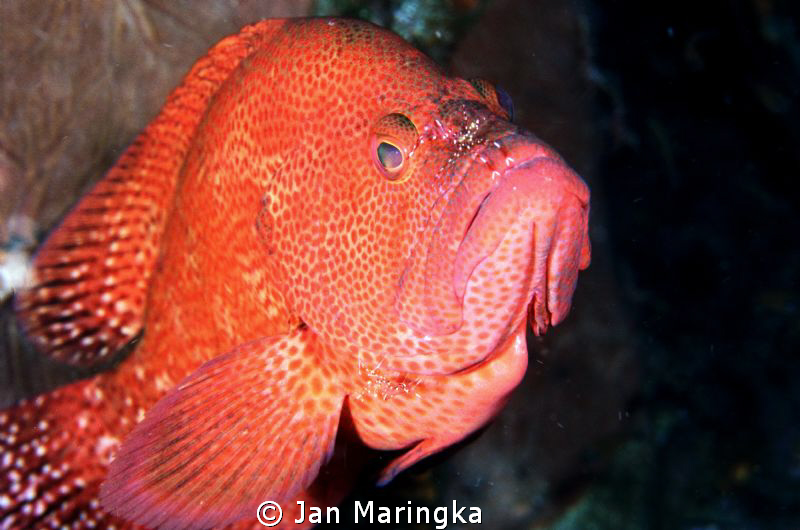 Grouper with cleaner shrimp by Jan Maringka 