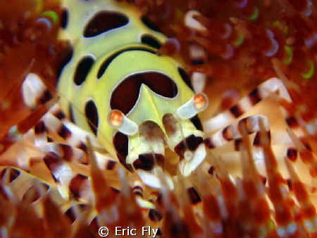 Up close and personal by Eric Fly 