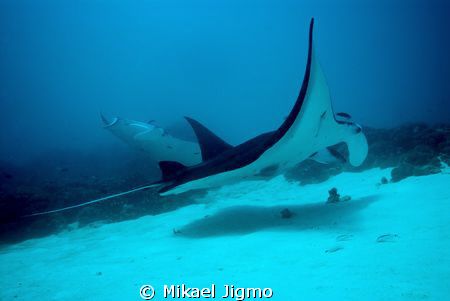 Follow me by Mikael Jigmo 