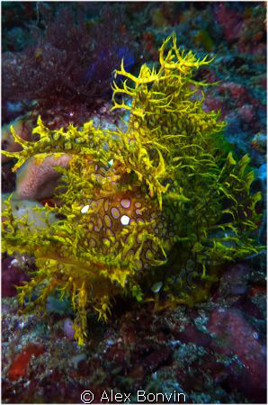 Rhinopias frondosa
Canibal Rock, Rinca island, Komodo by Alex Bonvin 