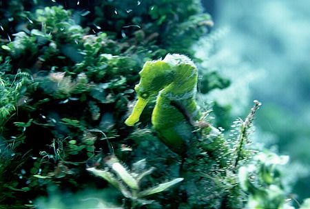 If you look closely you can see the small fry all around.... by Michael Odonnell 