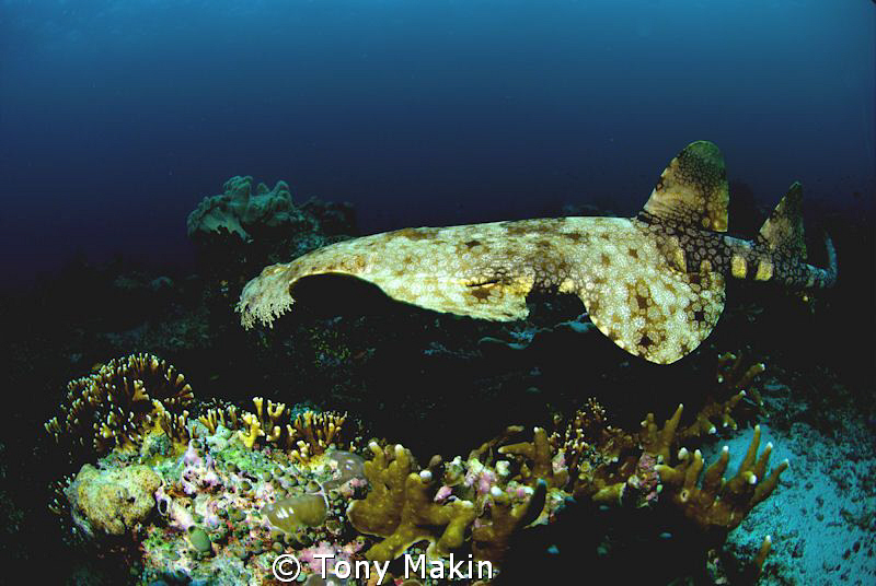 Wobegong on the move by Tony Makin 