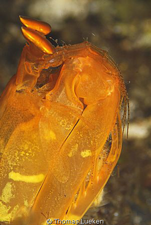 found in Lembeh; D200 by Thomas Lueken 