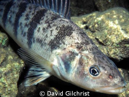 Perch Close up on night dive off North Point, Tobermory, ... by David Gilchrist 