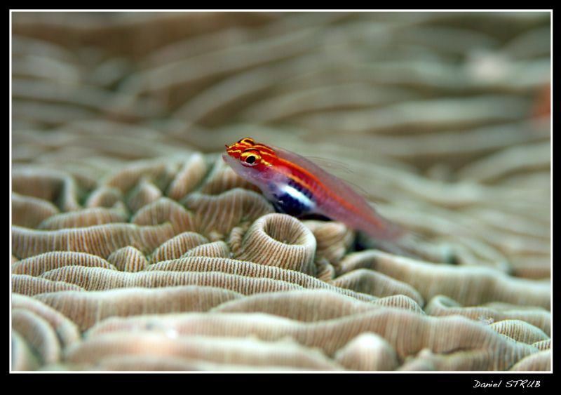 host goby by Daniel Strub 