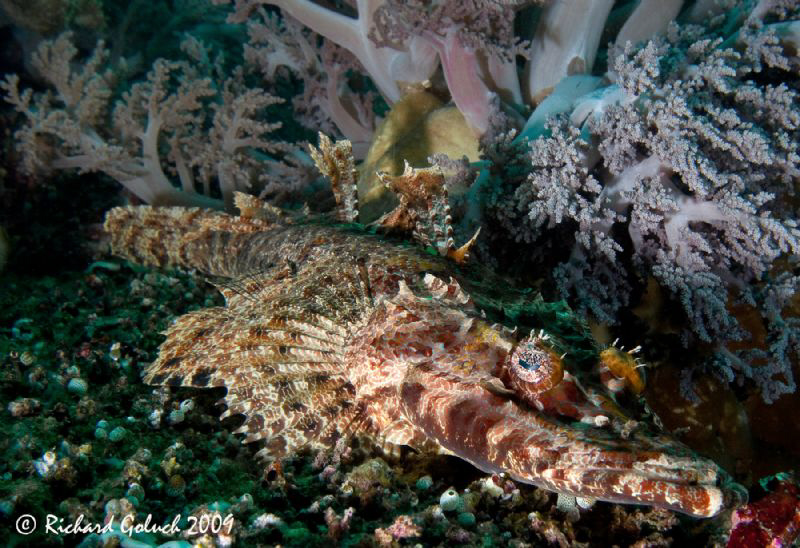Crocodile fish-Raja Ampat by Richard Goluch 