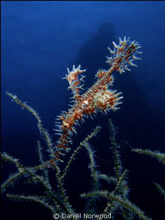 Ornate Ghost-pipefish. by Daniel Norwood 