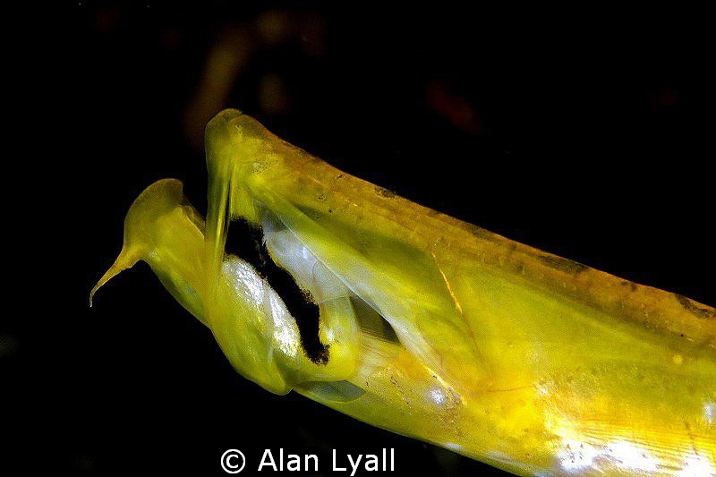 Trumpet fish - mouth detail by Alan Lyall 
