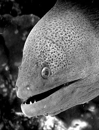 Good mood moray around Ko Lanta by Thomas Dinesen 