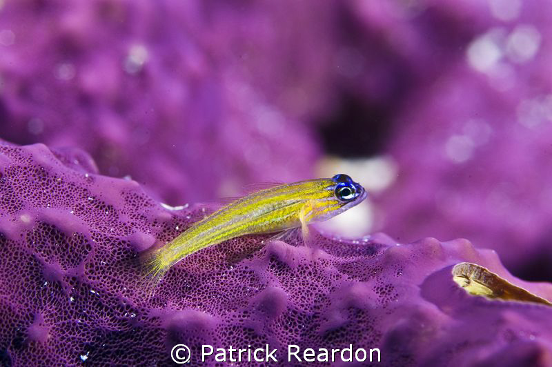 Adventures in depth of field. by Patrick Reardon 