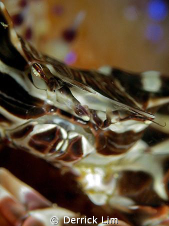 Zebra Crab, photo taken @ Anilao, Philippines by Canon G9... by Derrick Lim 