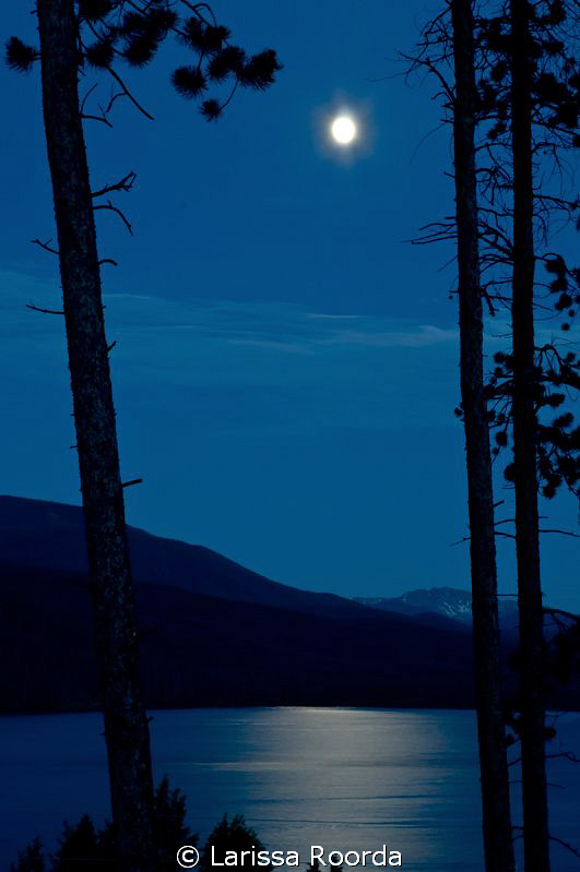 Moonlit night. by Larissa Roorda 