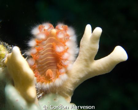 A fast shutter speed to get the black background......noy... by Gordon Harveson 