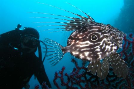 John dory,Maun,Croatia by Drazen Hadina 