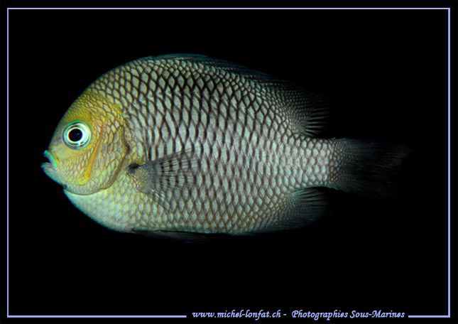 Little Damsel Fish Swimming... Que du bonheur... :O)... by Michel Lonfat 