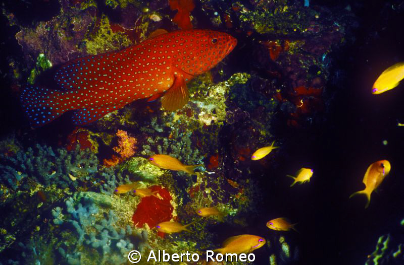 Red coral grouper and  yellow Anthias. by Alberto Romeo 