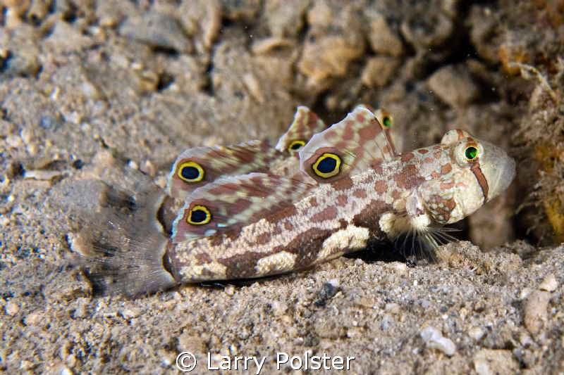 Signal Goby with his mate ready to run. D300-60mm by Larry Polster 