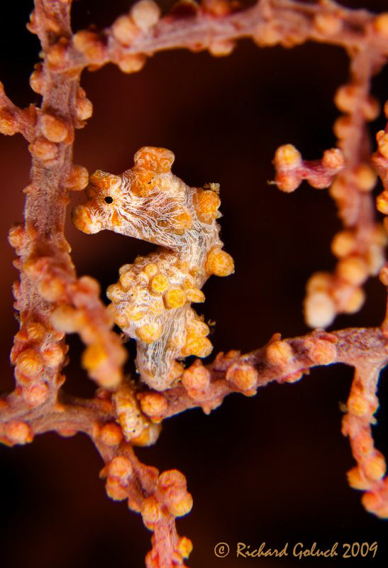 Yellow Pygmy Seahorse[Hippocamcampus bargibanti]-Raja Ampat by Richard Goluch 
