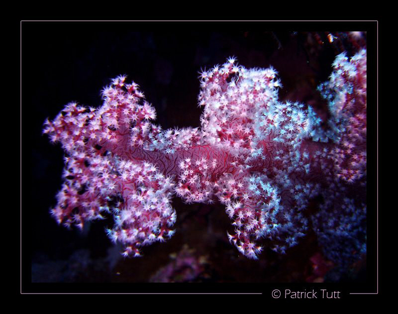 "la vie en rose " is also underwater, Happy new year 2010... by Patrick Tutt 