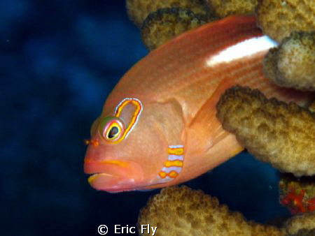 Hawkfish on Saipan by Eric Fly 