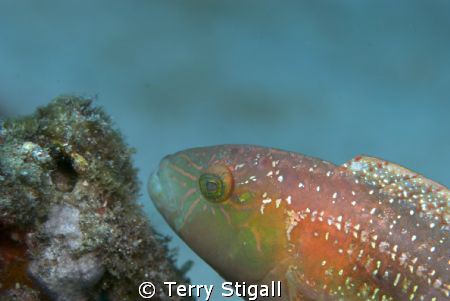 A rainbow of color on this Parrotfish.  It was just hangi... by Terry Stigall 