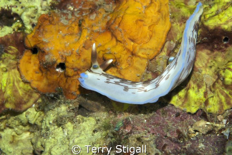 The contrast of the background was just too cool.  The Ph... by Terry Stigall 