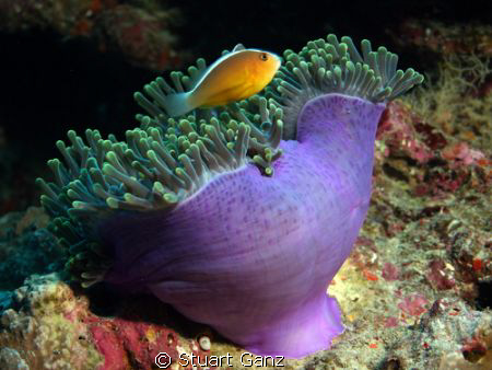 Clown over anemone by Stuart Ganz 